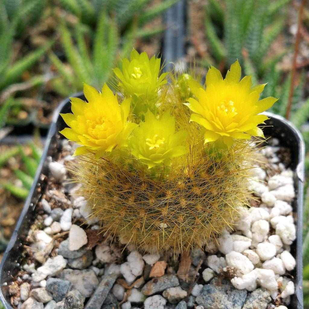 Notocactus graessneri flaviflorus