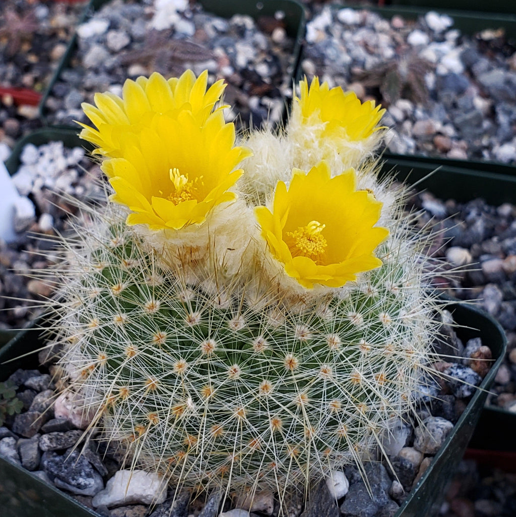 Parodia chrysacanthion