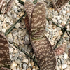 Gasteria verrucosa