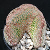 Mammillaria matudae cristata