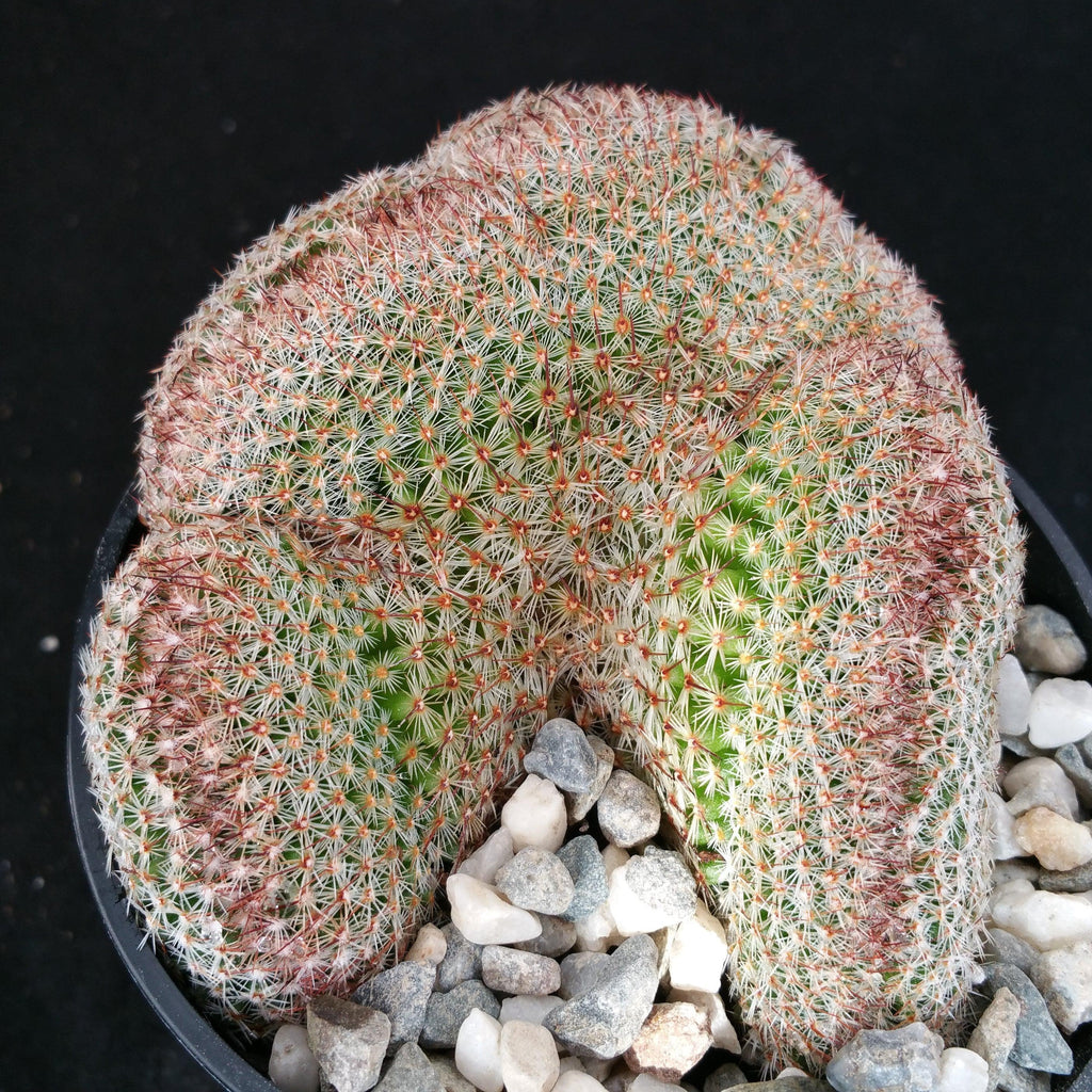 Mammillaria matudae cristata