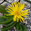 Glottiphyllum longum