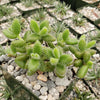 Pickle Plant ‘Delosperma echinatum’