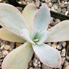 Echeveria cante