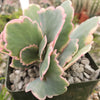 Variegated Lavender Scallops - Kalanchoe fedtschenkoi variegata