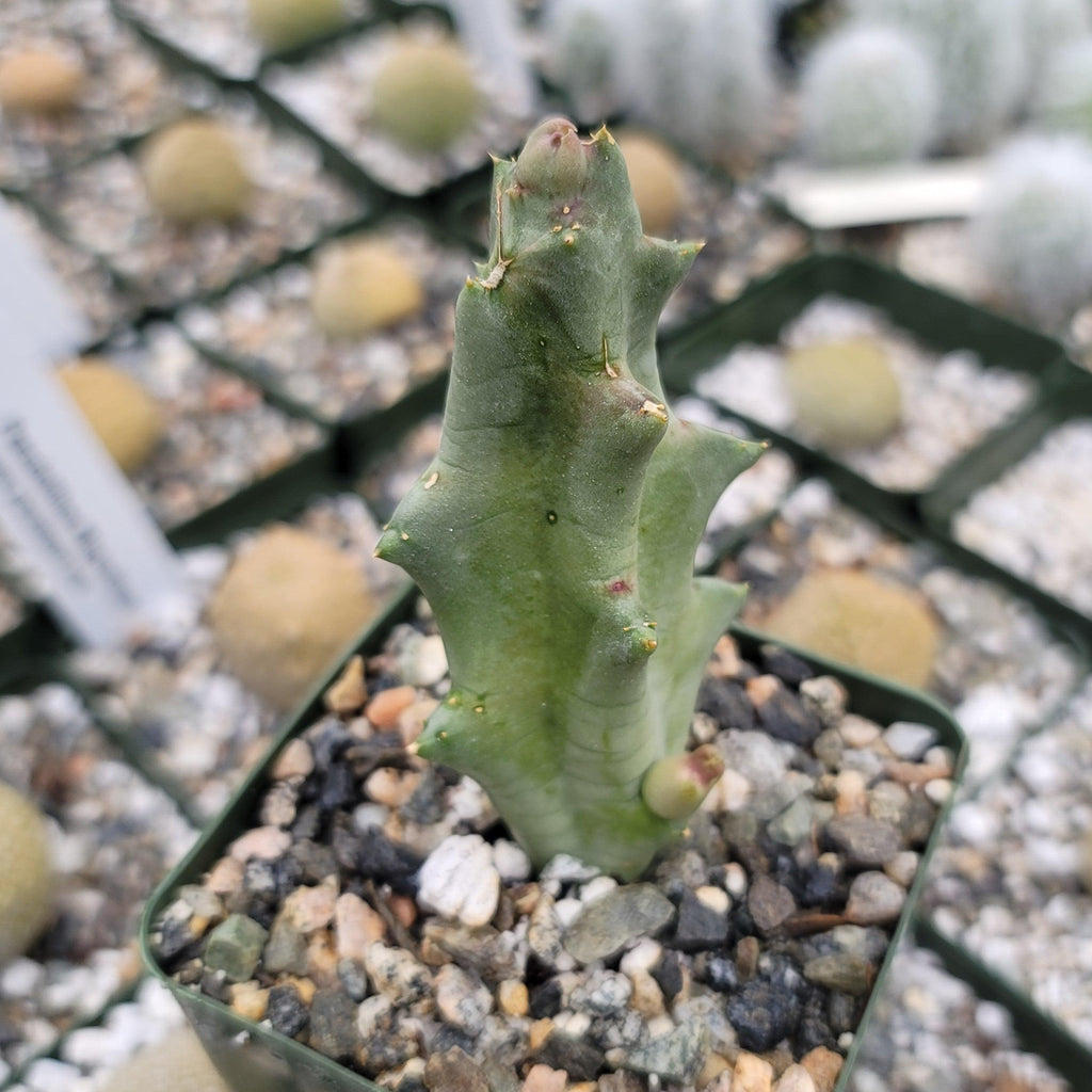 Caralluma melanacantha