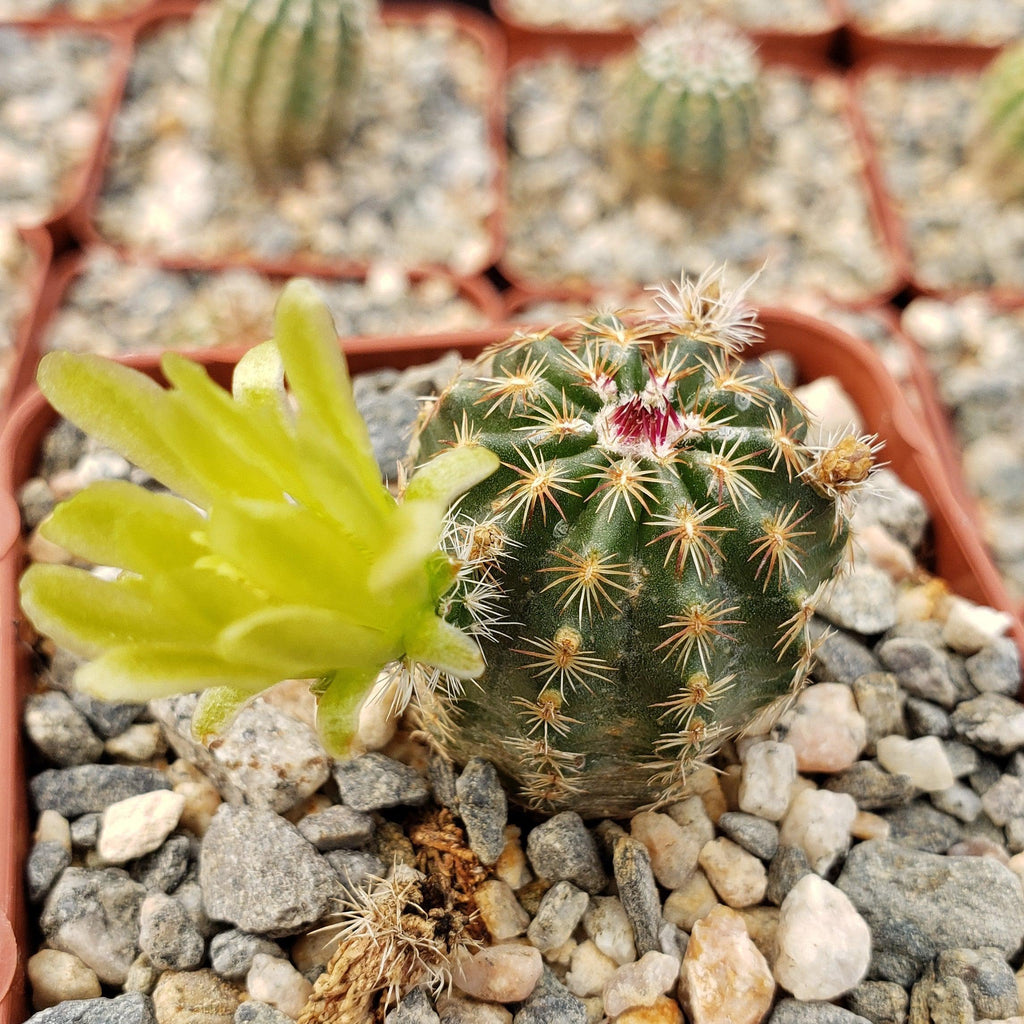 Echinocereus viridiflorus montanus