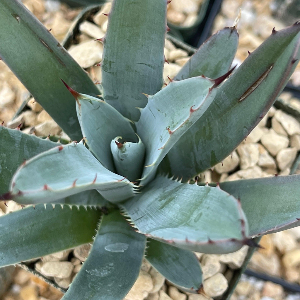 Agave macroacantha