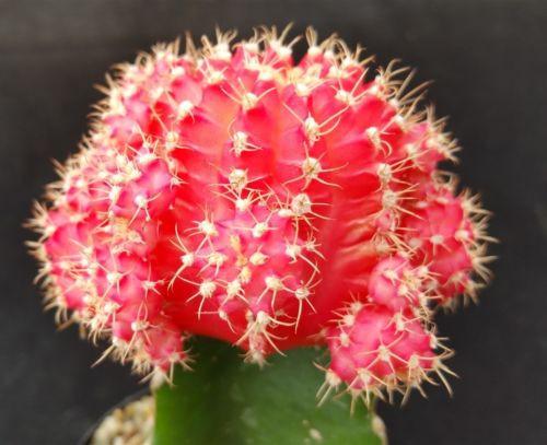 Pink Grafted Moon Cactus - Gymnocalycium mihanovichii Hibotan