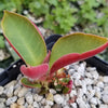 Monadenium spectabile