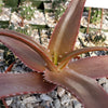 Malagasy Tree Aloe - Aloe vaombe