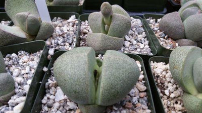 succulent split rock Split Rock Succulent 'Pleiospilos nelii' mesembs - Fast Delivery