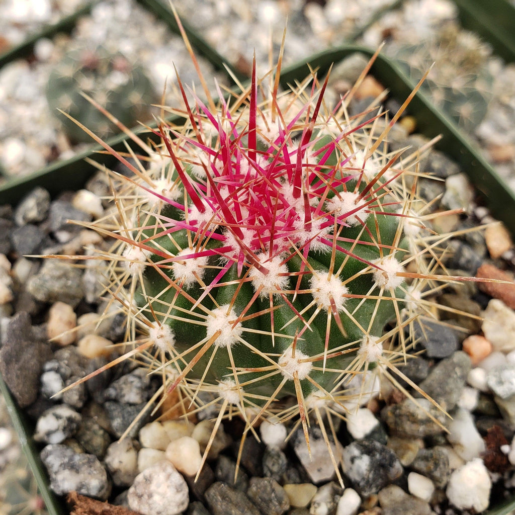 Ferocactus pottsii alamosanus