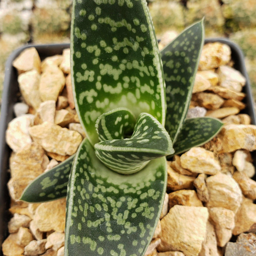 Gasteraloe Tiki Zilla