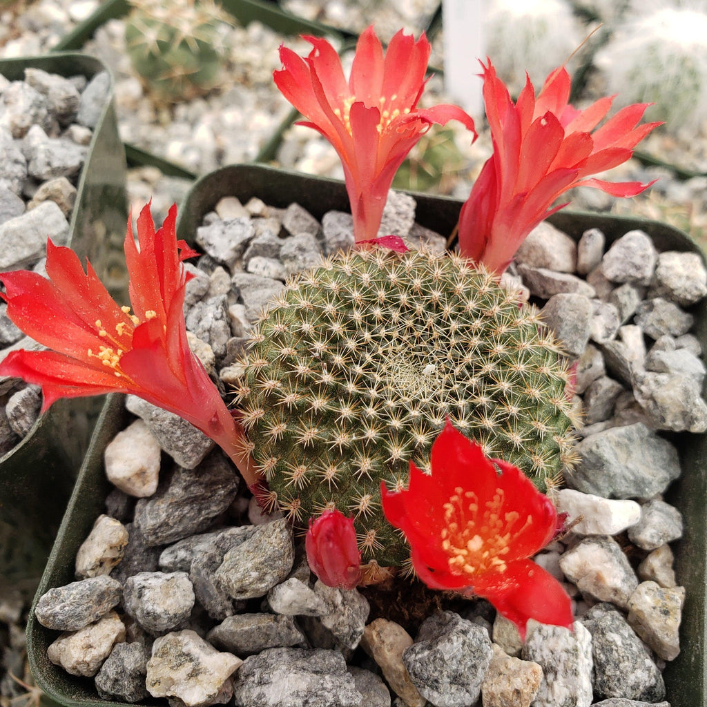 Rebutia minuscula