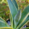 Variegated Smooth Agave - Agave desmettiana variegata