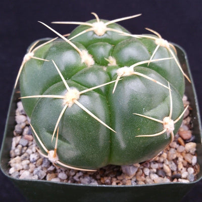 Gymnocalycium horstii