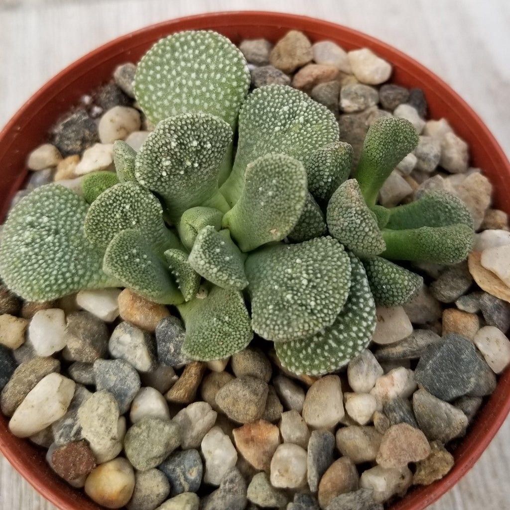 Aloinopsis villetii
