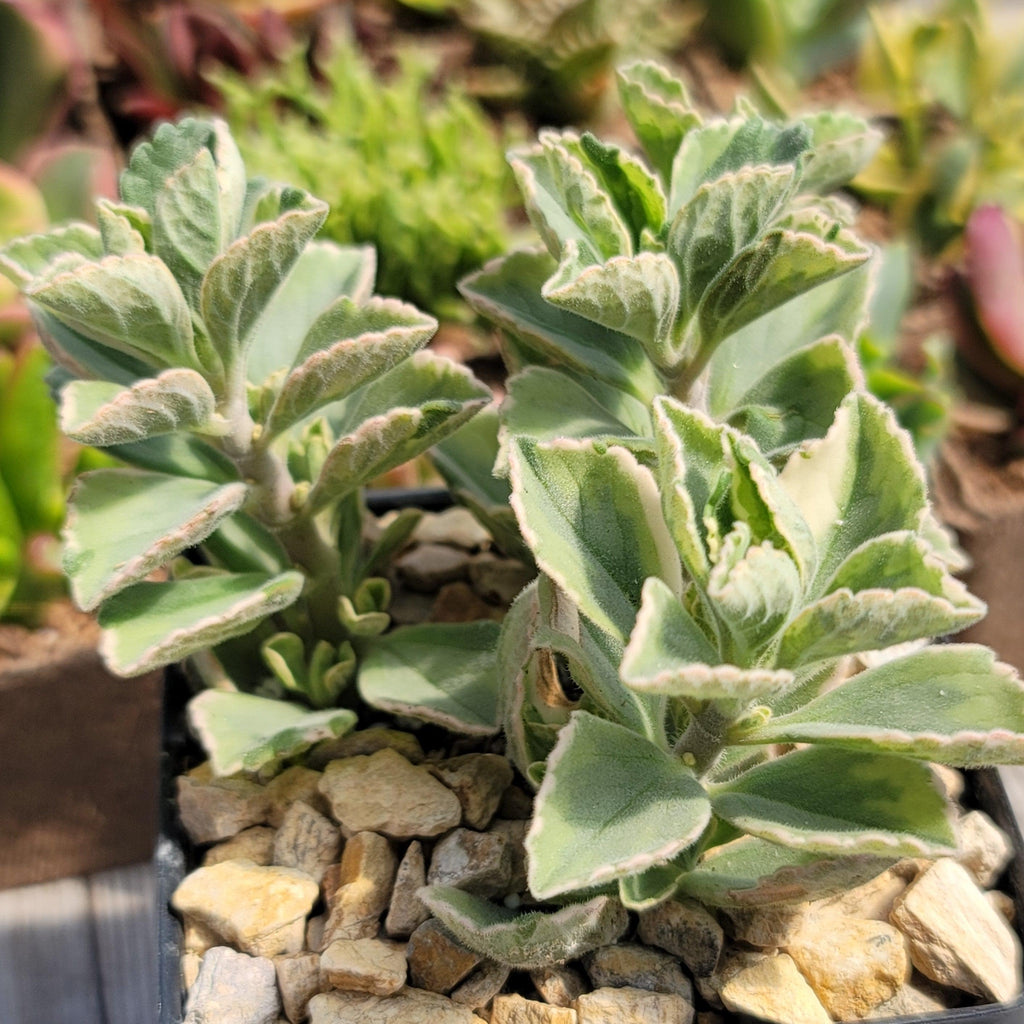 Plectranthus neochilus variegata
