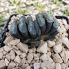 Haworthia Truncata