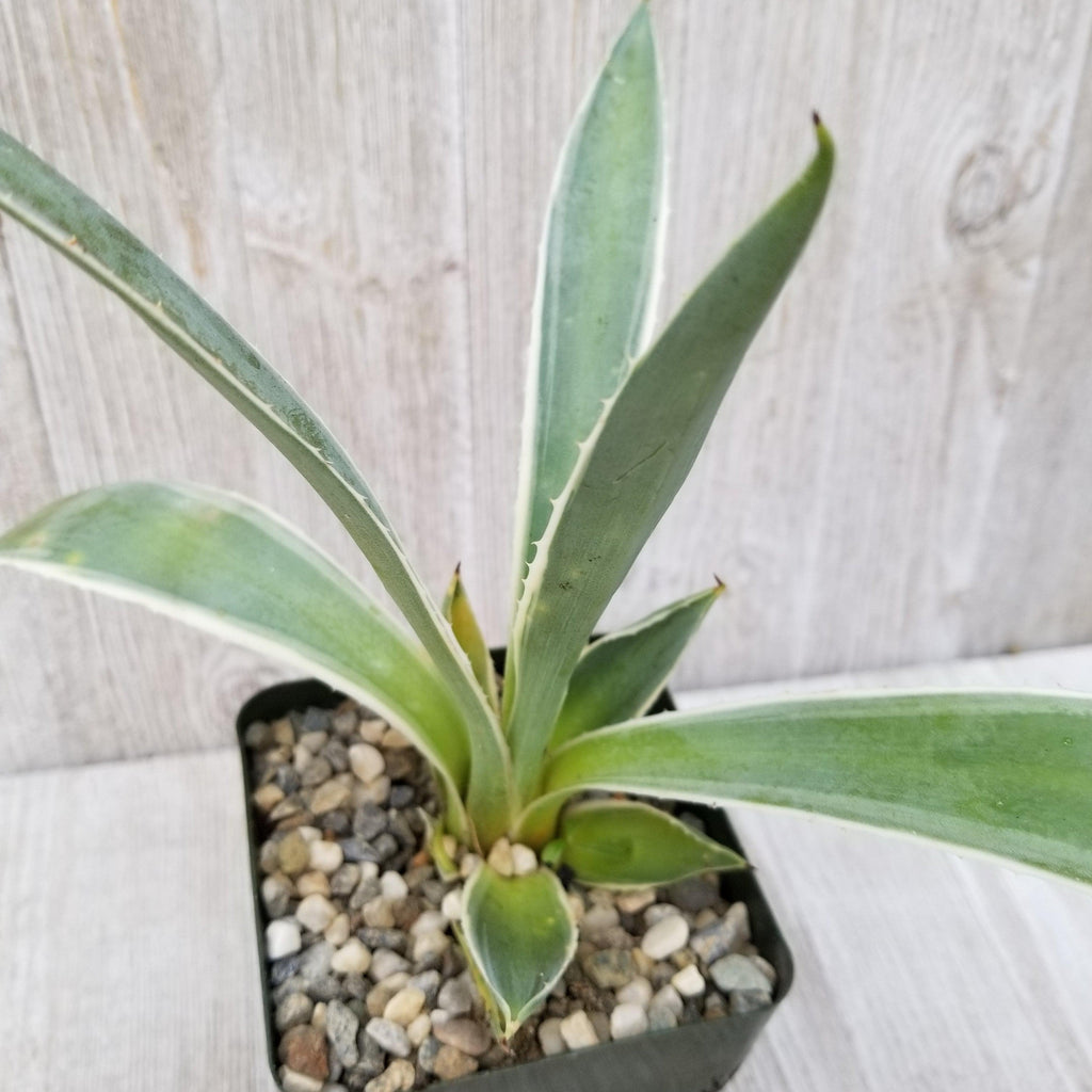 Variegated Caribbean Agave ‘Agave angustifolia marginata’