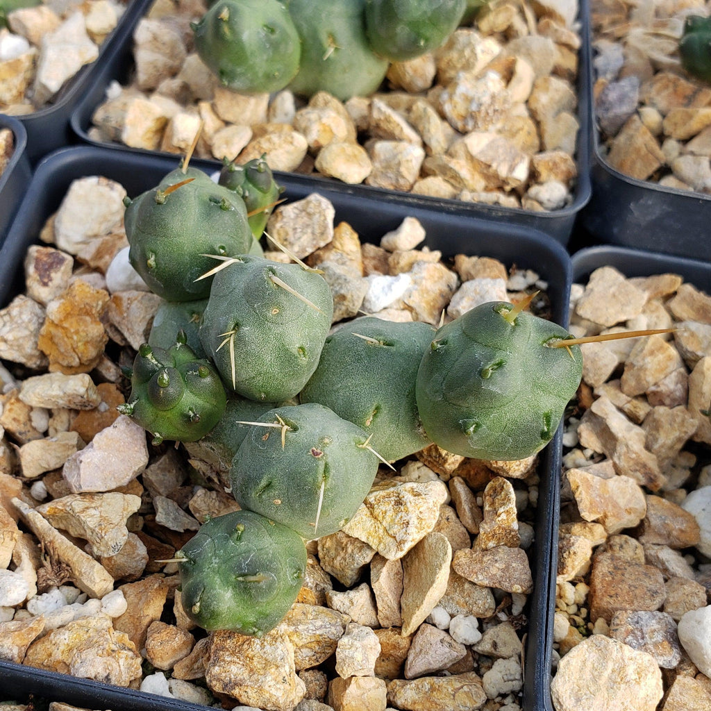 Puna incahuasi Maihueniopsis subterranea