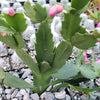 Red Thanksgiving Cactus &