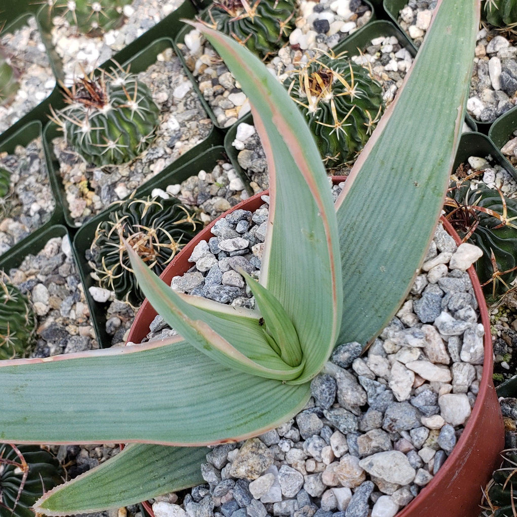 Coral Aloe - Aloe striata