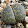 Lithops living stones