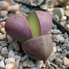 Pleiospilos nelii Royal Flush