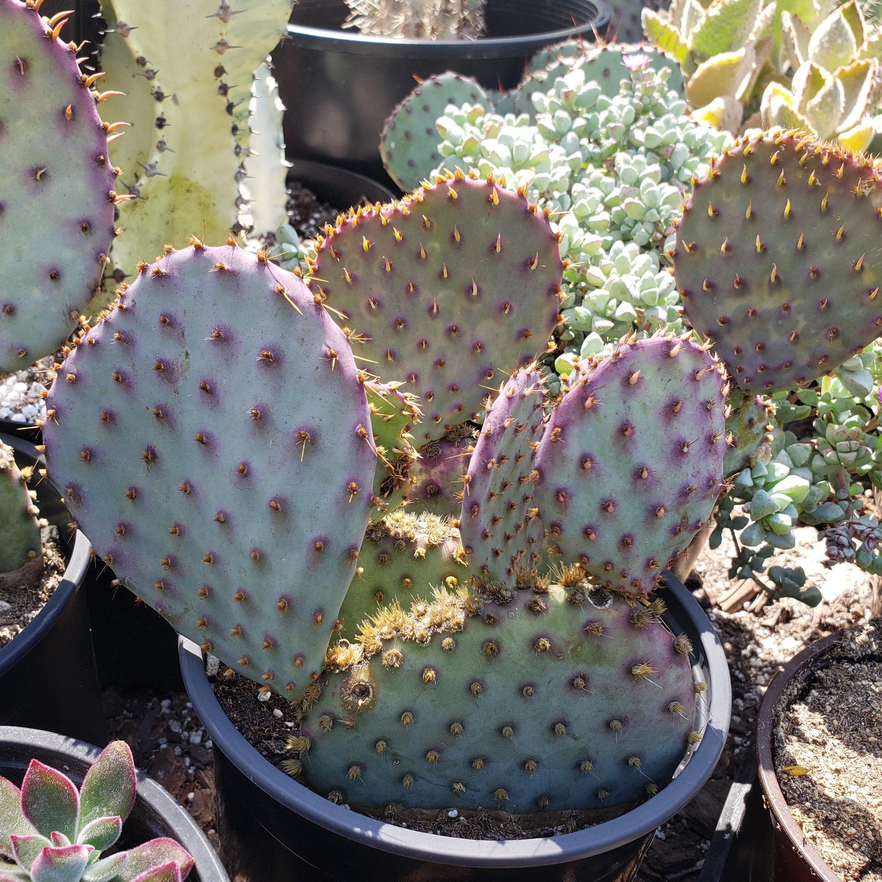 Buy "Opuntia Santa Rita Prickly Pear" For Sale | Planet Desert