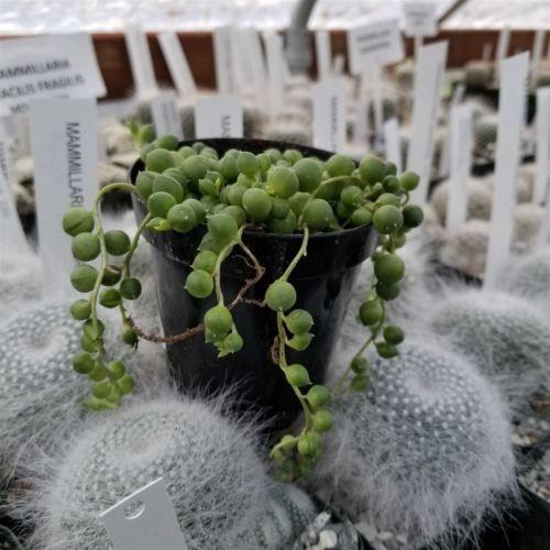 rosary bead succulent String of Pearls 'Senecio rowleyanus' 4" Pot / Black / With Pot