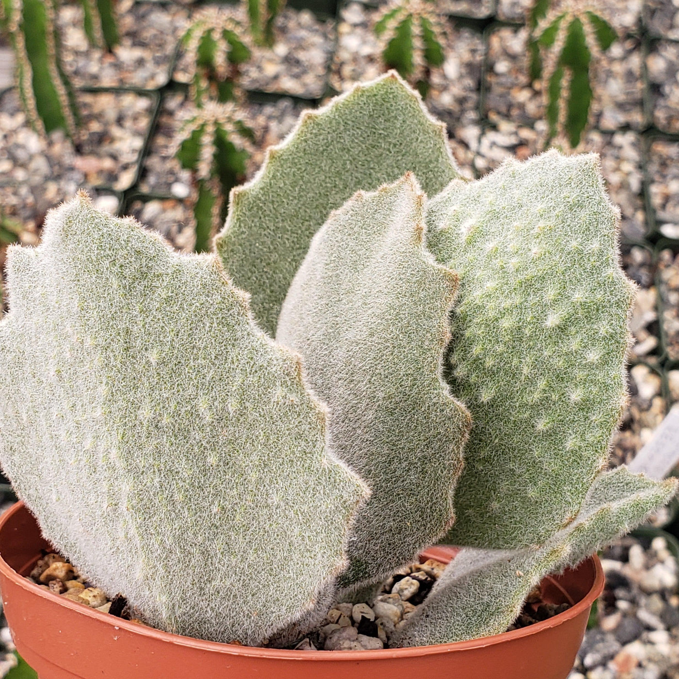 fang succulent Kalanchoe beharensis' Fang'