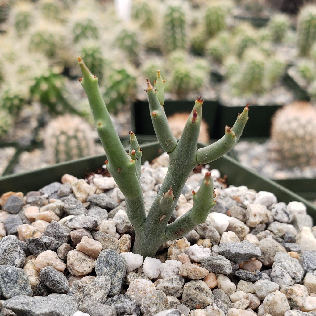 Euphorbia spinea