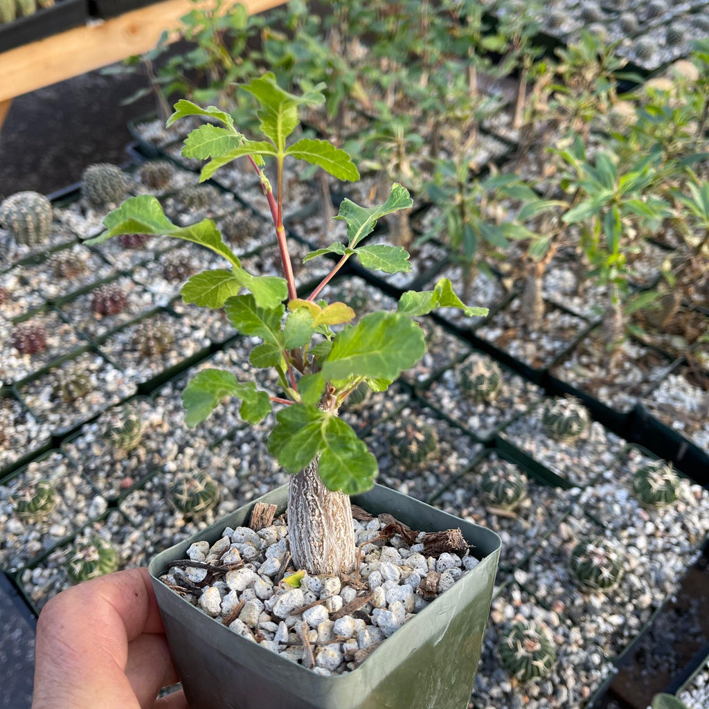 Bursera hindsiana copal