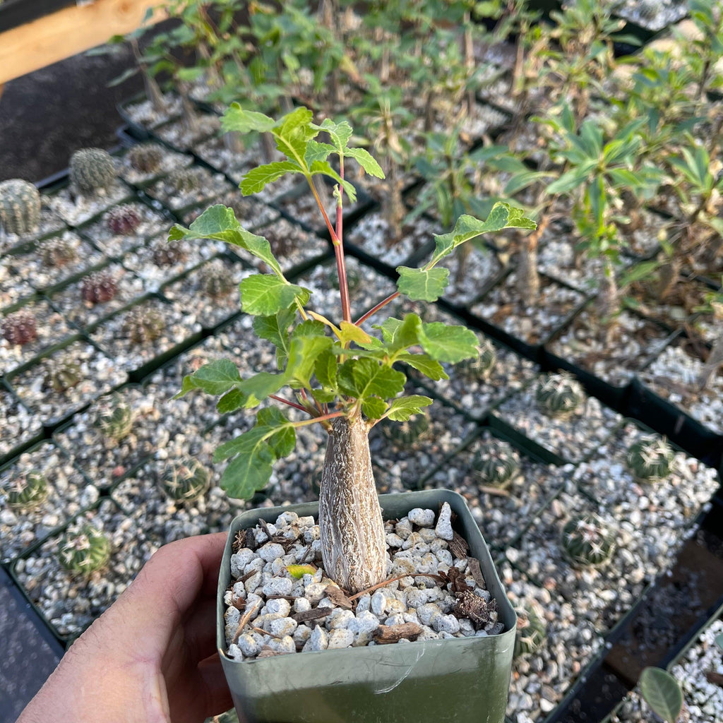 Bursera hindsiana copal