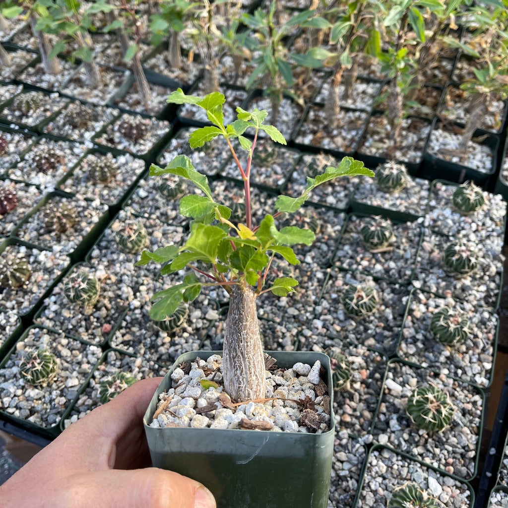 Bursera hindsiana copal