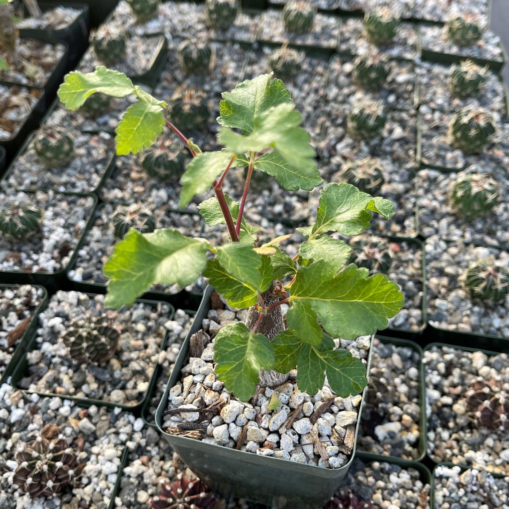 Bursera hindsiana copal