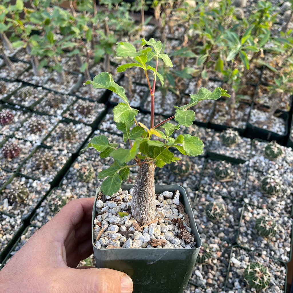 Bursera hindsiana copal