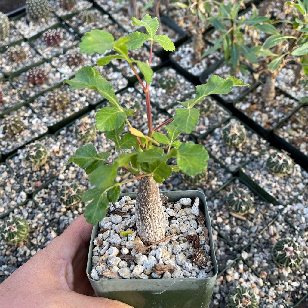 Bursera hindsiana copal