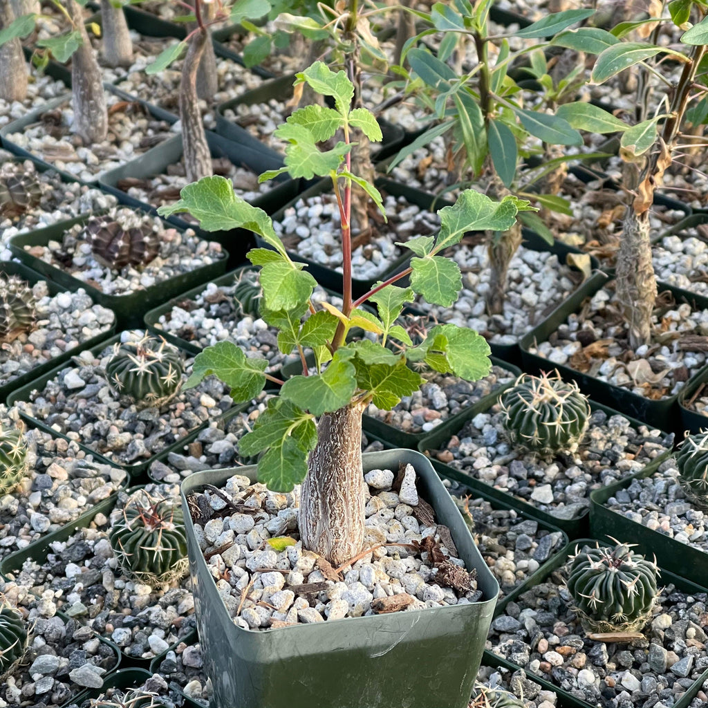 Bursera hindsiana copal