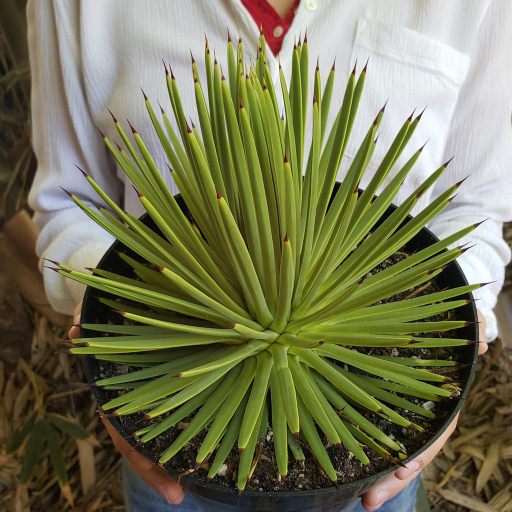 Agave stricta nana ‘Dwarf hedgehog Agave’