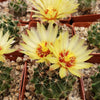 Hamatocactus setispinus