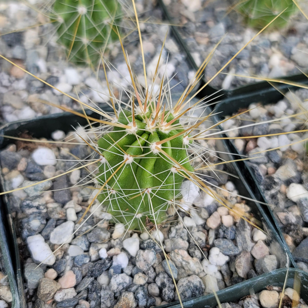 Echinocereus Huasteca canyon arizonicus