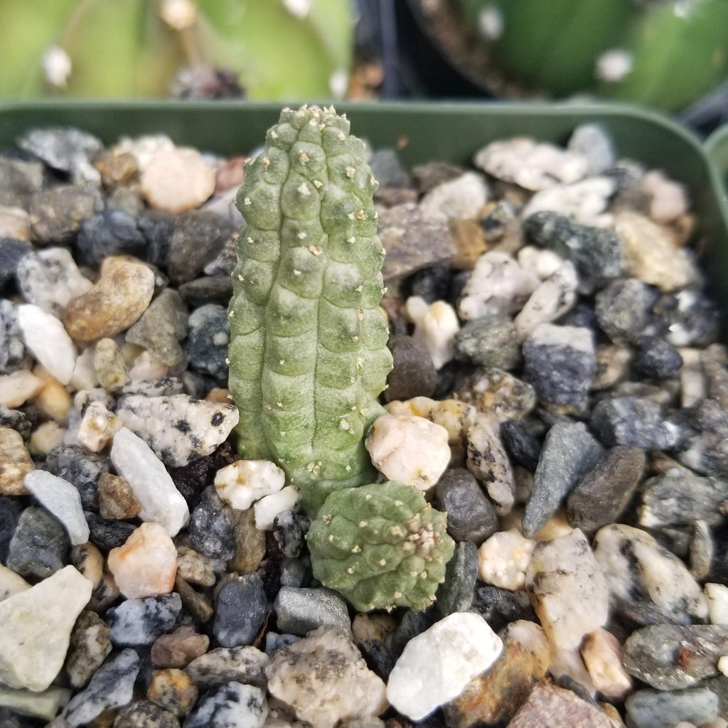 Echidnopsis cereiformis