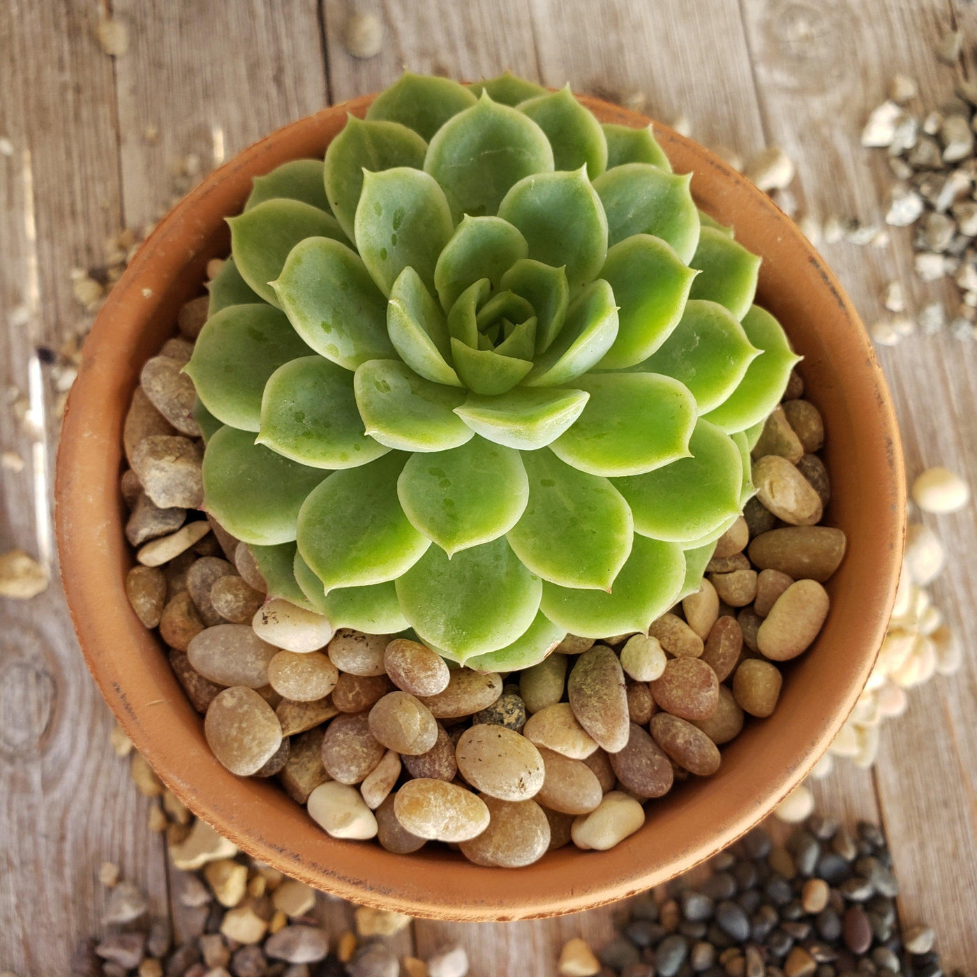 succulent top 1 Lb 3/8 Parchment Pebble Cactus and Succulent Top Soil Dressing – Planet Desert