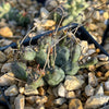 Euphorbia globosa