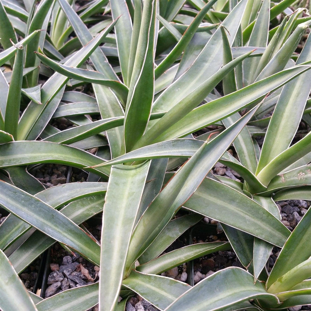 Agave impressa