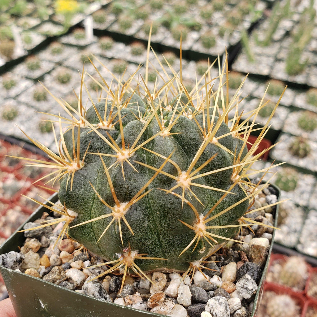 Lobivia Echinopsis maximiliana charazanensis