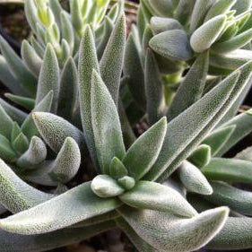Crassula Mesembryanthemoides